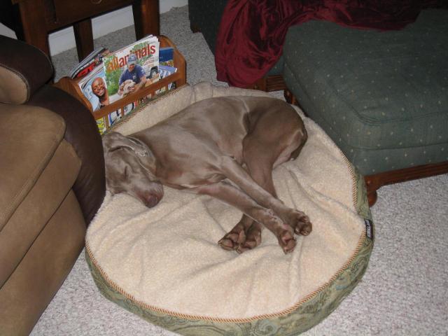 Ike napping like a pro